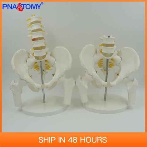 Life size adult vertebra lumbalis and pelvis bone model femur human lumbar male pelvic anatomy skeleton spine nerves