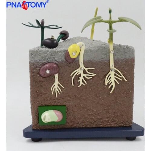 Seed generation model biological teaching tool plant school used popularization of science gift for study and demonstration