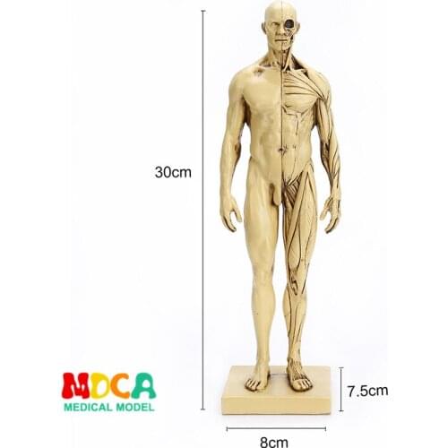 Drawing of life in art studio simulation of male skeleton whole body muscle structure still life sketch teaching model RTSM102