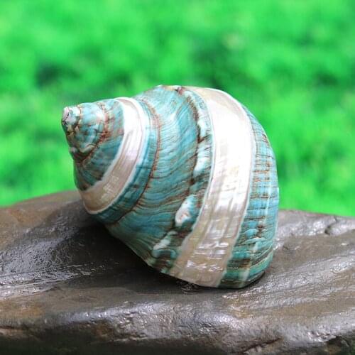 SILVER-GREEN NATURAL CONCH SHELL FISH TANK AQUARIUM LANDSCAPE DECORATION COLLECTION MEDITERRANEAN CREATIVE GIFTS HOME DECORATION