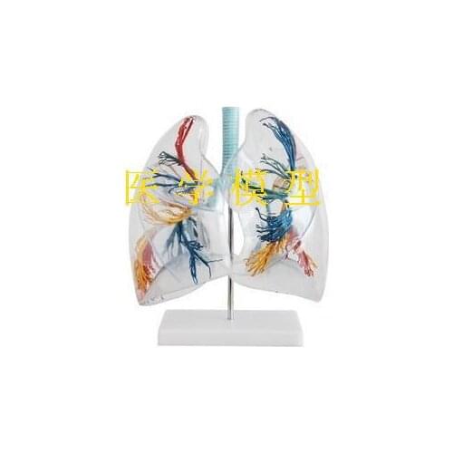 2 Times Transparent Human Lung Anatomy Thoracic Surgery Bronchial Tree Model Medical Model Supplies
