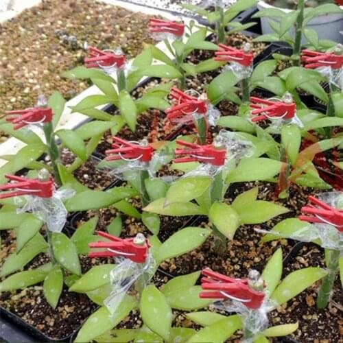 100pcs Durable Plastic Grafting Clips For Garden Vegetable Flower Bushes Plants