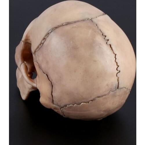 15pcs/set 4D Disassembled Skull Anatomical Model Detachable Teaching Tool M17F