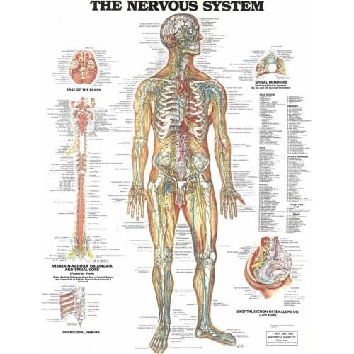 NERVOUS SYSTEM - Human Body Chart Art Film Print Silk Poster Home Wall Decor 24x36inch