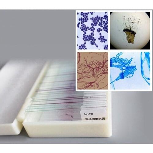 50PCS Microbiological Bacterial Specimens Permanent Slices Specimen Scetion Microscope Slides for Medical Study