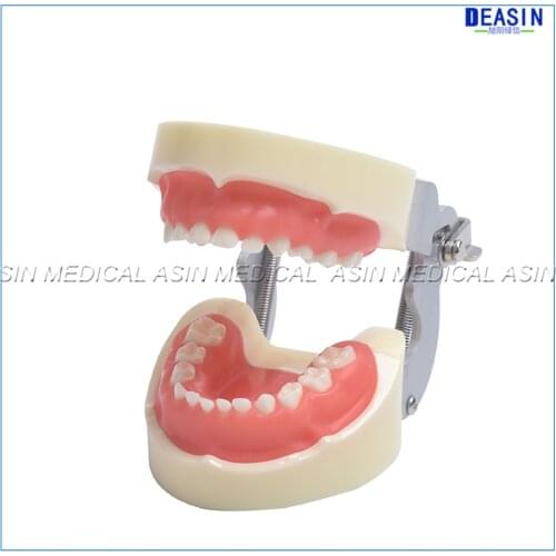 Dental children 24 pc teeth model Cavern Preparation Removable teeth Soft gums dentist Teaching and training