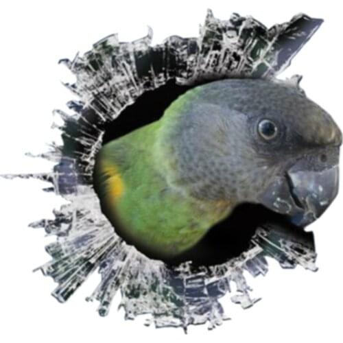 Dawasaru 3D Senegal Parrot Window Sticker Glass Slag Decal Reflective Stickers Waterproof Bird Decals,13cm*12cm