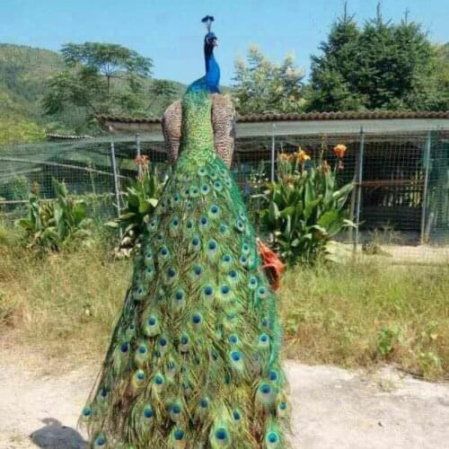 TT Natural Blue Peacock Specimen White Peacock Feather Simulation Bird Specimen Handicraft Home Decorations Decoration Props