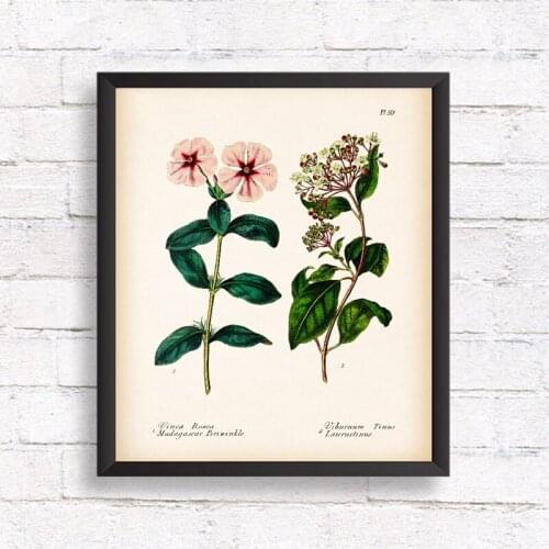 Antique Botanical Canvas Art Posters and Prints , Vintage Botanical Wall Art Painting Pictures for Living Room Home Decor