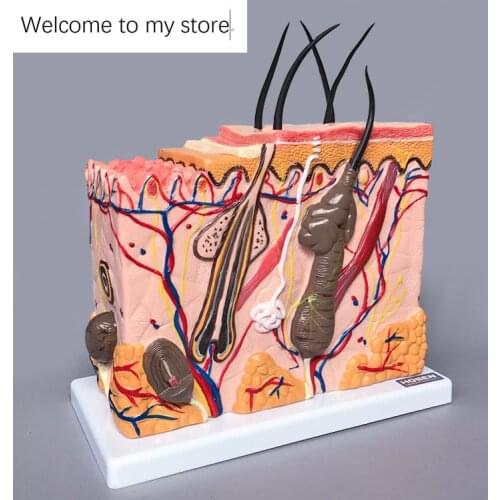 Skin model skin structure magnification model tissue level three - dimensional structure for teaching aid