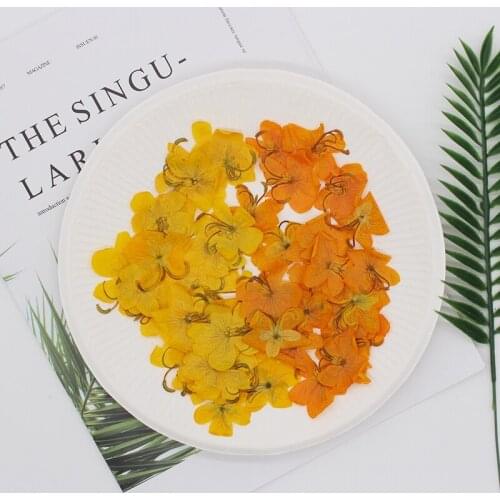 60pcs Pressed Dried Butterfly Flower Plant Herbarium For Epoxy Resin Jewelry Making Bookmark Phone case Face Makeup Nail Art DIY