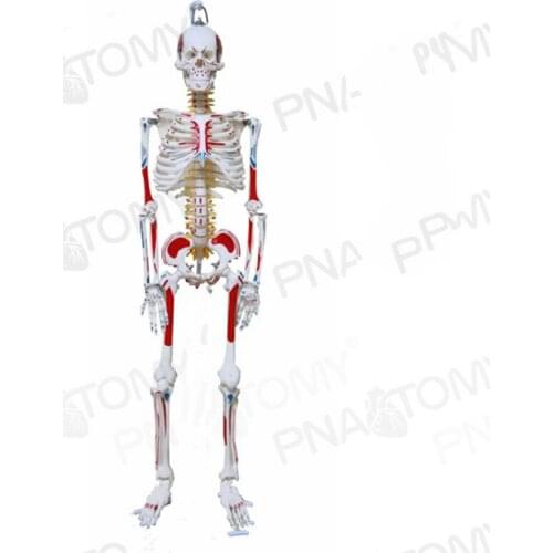 85CM medical human whole body muscle starting and ending point bendable removable neuroskeletal skeleton model orthopedics