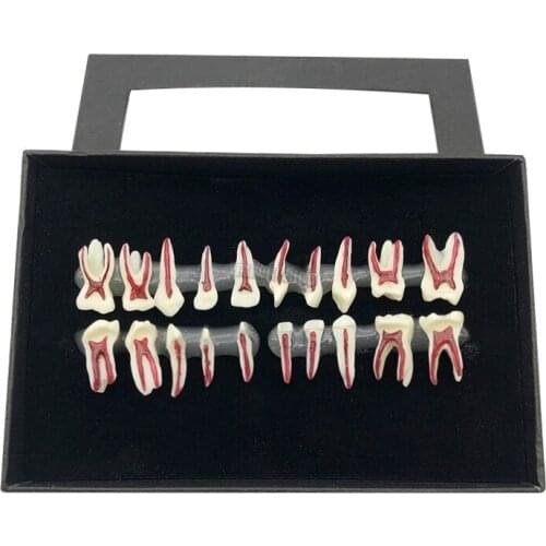 1Set Dental oral teach model Dental oral deciduous teeth display model Childs deciduous tooth anatomical model