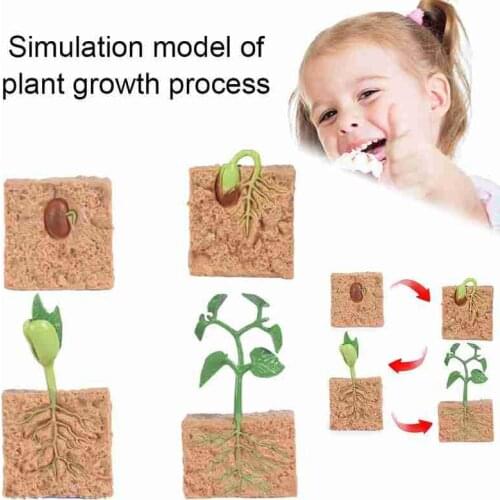 Simulation Plant Model Mini Seed Growth Cycle Toy Model Set Children Cognitive ABS Plastic Toys