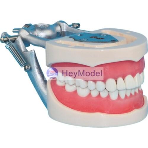 HeyModel Adult Teeth Model
