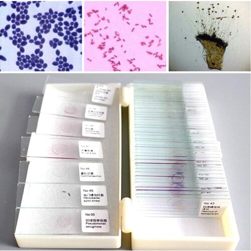 50pcs Microbial Bacterial Specimen Slices Prepared Microscope Glass Slides with Plastic Box Higher Education Specimen