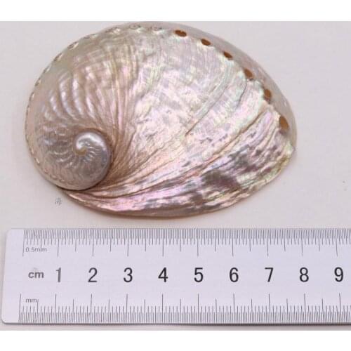 Large natural abalone shell conch ornaments handmade DIY aquarium decoration materials