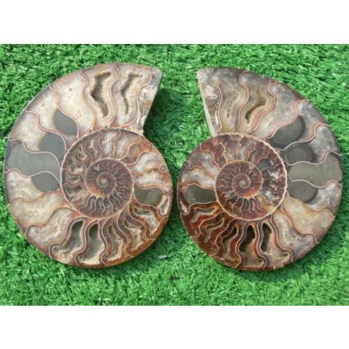 1310g(2.88 lb) 1 Pair Half Cut Ammonite Shell Fossil Specimen Madagascar