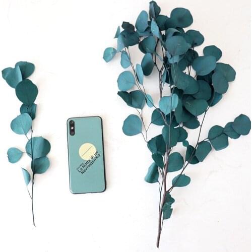 80-100g Natural Preserved Eucalyptus Leaves Flower Branches Stems Real Palnt Ornament For Diy Nordic Room Party Decoration Craft