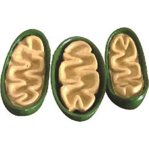 The leafy body cross-cut model