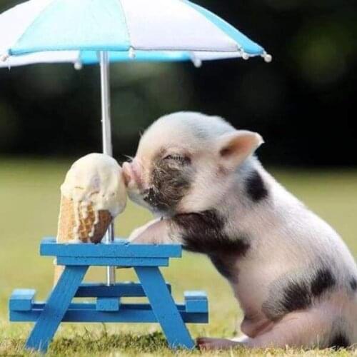 HJMGL 5D DIY Full Diamond Painting Sunday Afternoon Rhinestones Diamond Embroidery Animal Pig Mosaic Art Home Decor