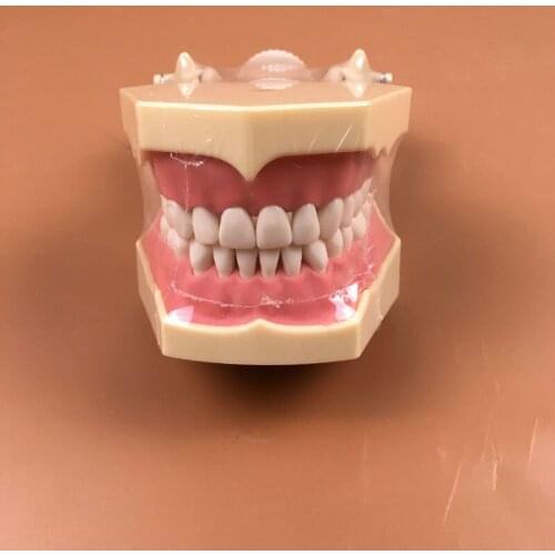 SF Type Dental Study Model Screw Fixed Teeth Model, Soft Gum & DP Articulator for Dental Teaching