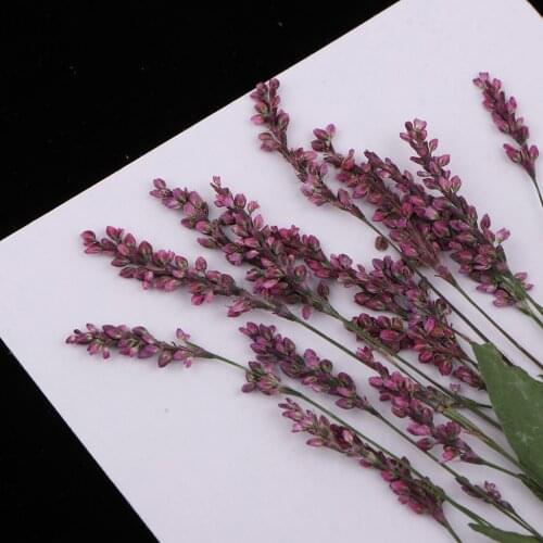 12Pcs Well Pressed Leaves Dried Flowers For Arts Crafts Resin Jewelry Making
