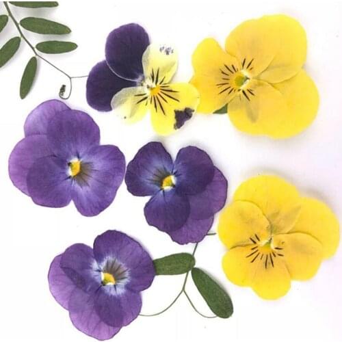 120pcs Pressed Dried Pansy Corydalis Suaveolens Hance Flower Plants Herbarium For Jewelry Postcard Bookmark Making Accessories