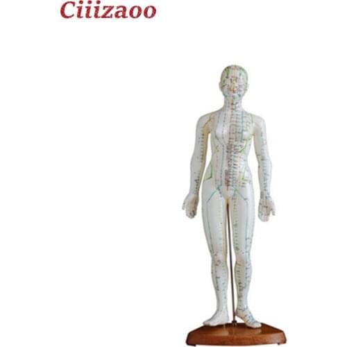 Biology educational teaching human Acupuncture Model 48CM model