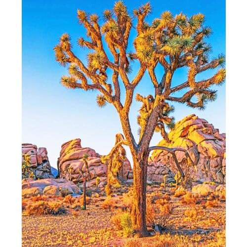 "Shiyan" draws unique birthday gifts through digital oil painting DIY