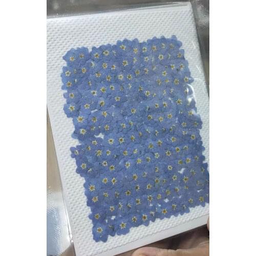 2021 DIY Handmade Material Dried Flower Forget Me Not 1 lot/1000Pcs