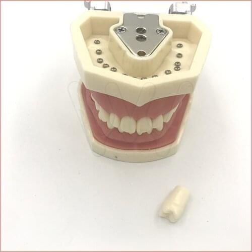 All Removable Dental Teeth Model 28pcs Teeth Nissin Type Dental Typodont Model