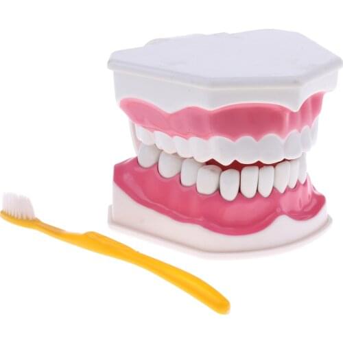 2X PVC Material Large Human Teeth Model with Toothbrush Teeth Dentist Classroom Lab Teaching Tools Student Educational Toys