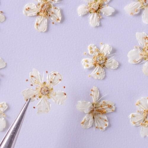 250pcs Pressed Dried Pyracantha fortuneana Flower Plants Herbarium For Epoxy Resin Jewelry Making Makeup Nail Art Craft DIY