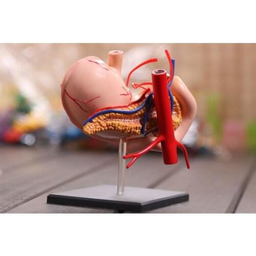 4D Assembled Stomach Model Gastric Anatomical Assembly Model Human Skull Skeleton Anatomical Model Kids Science Educational Toys