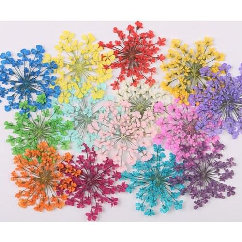 20Pcs Ammi majus Real Dried Flower Dry Plants for Epoxy Resin Pendant Necklace Jewelry Flower Decorations Making Craft DIY