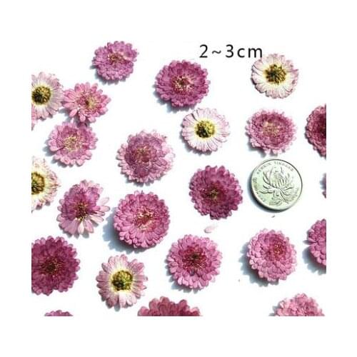 10pcs/lot Purple Chrysanthemum Pressed flowers Dried Flower specimen for diy bookmark candle card