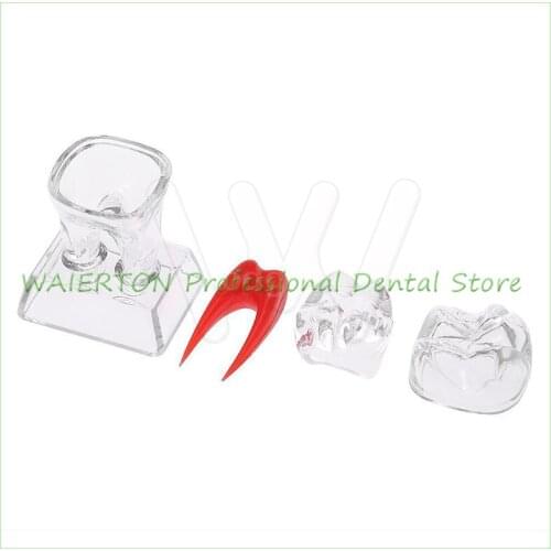 Dental Crystal Base Hard Plastic Teeth Tooth Molar Model Separable