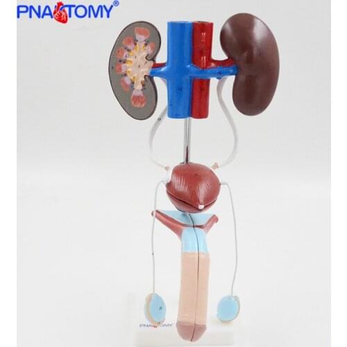Life Size Male Urinary System Model Bladder Artery and Vein Anatomy Medical Teaching Tool Hospital Used Kidney PNATOMY