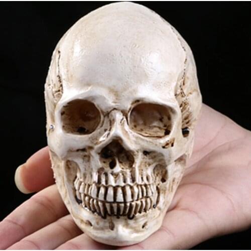 HeyMamba Mini Skull Head Human Anatomical Anatomy Head Medical Model Halloween Decor Art Props