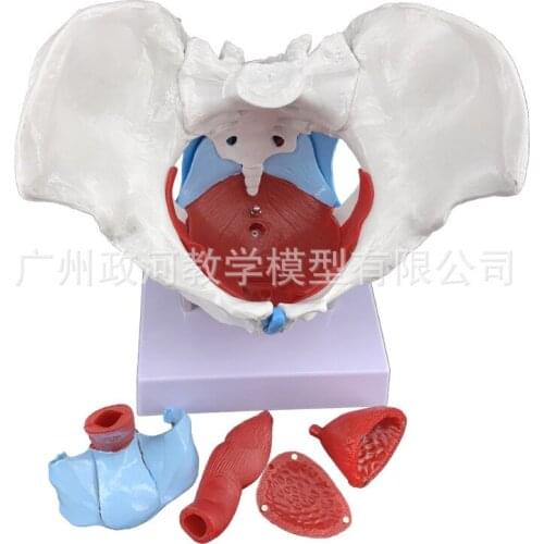 1:1 Life-sized Female Reproductive System Pelvic Floor Muscle Model Human Anatomy Bone Model