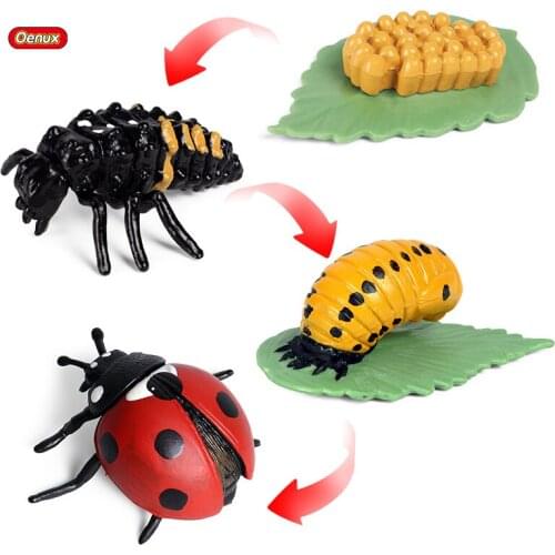 Oenux Wild Insect Animals Model Ladybug Growth Cycle Action Figures Figurine PVC Miniature Biology Science Education Toys Gift