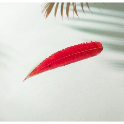 Renya New Fashion Natural Torch Leaf Hair Clips for Women Girls Headband Sweet Hairpins Barrettes Hair Accessorie