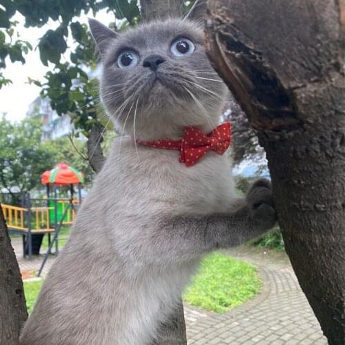 Pet Collar Dot Point Series Cat Bow Tie Collar With Safety Buckle Neck Ornament Bowknot Necktie For Cats And Small Middle Dog