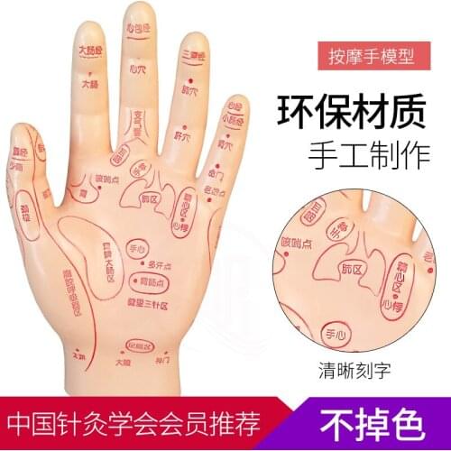 15cm Human Acupuncture Palm Model Hand Medical Model Meridian Acupoint Reflex Zone Massage Model Chinese Medical Teaching Models
