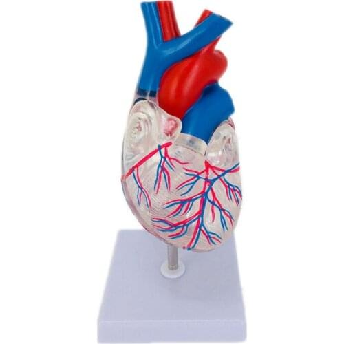 Natural Size Transparent Human Heart Anatomical Model