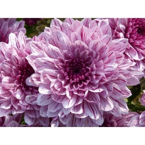 Diamond Embroidery 5D Diy Diamond Painting Flower Diamond Painting Rhinestone Diamond Cross Stitch Decoration