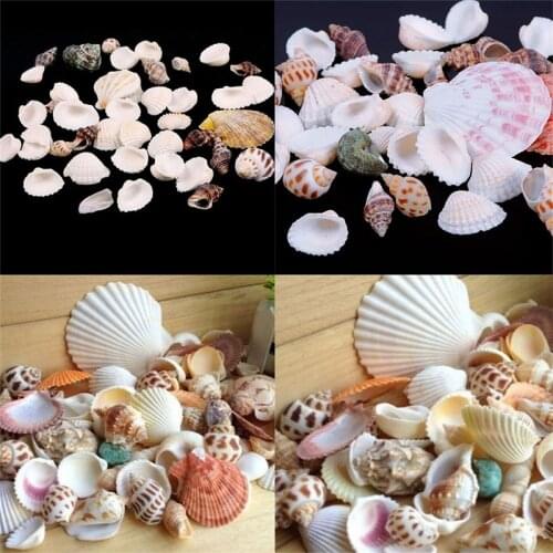 Funny Mixed Sea Shells Shell Craft Aquarium Nautical Decor Ornaments Natural Mini Conches About 100g