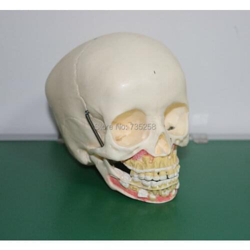 ISO Certification Senior Childrens Model Skull,Childrens Skulls Teaching Model,Skull Model