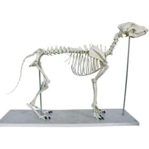 Large dog Canine pvc skeleton model animal skeleton model